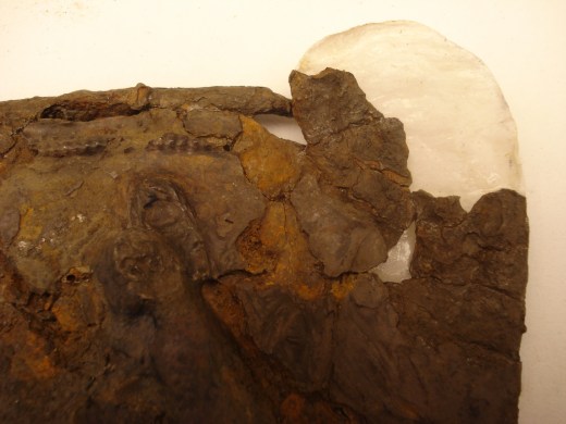 Hallaton Roman Helmet. Reconstructing the ear cover for the cheek piece. (copyright of British Museum).